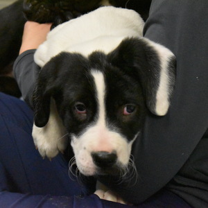 Team Page: Dirty Dogs